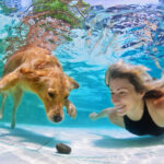 Swimming Dog