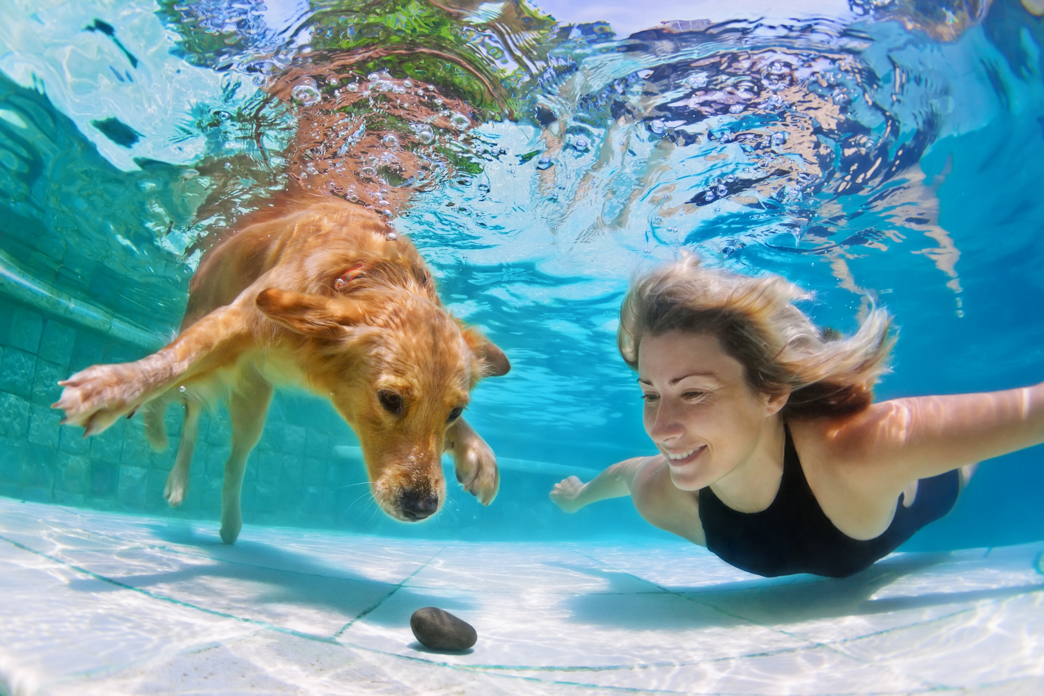 Furry Four Legged Children Who Benefit from Swimming Pools