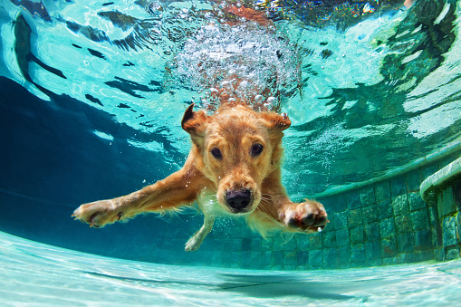 It’s Pool Days for Dogs in these Dog Days of Summer